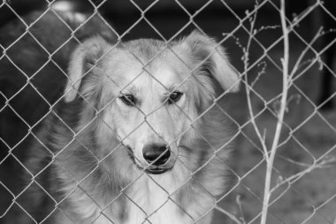 Köpek barınağındaki evsiz köpeğin siyah beyaz fotoğrafı. BW
