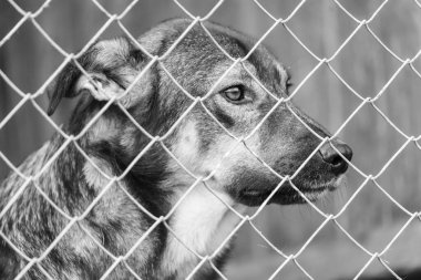 Köpek barınağındaki evsiz köpeğin siyah beyaz fotoğrafı. BW