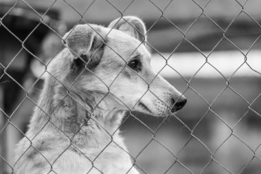 Köpek barınağındaki evsiz köpeğin siyah beyaz fotoğrafı. BW