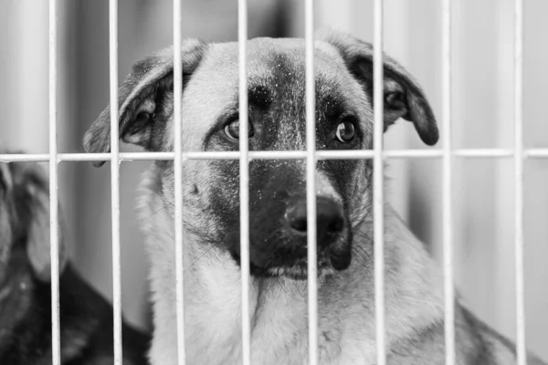 Photo en noir et blanc d'un chien sans abri dans un refuge pour chiens. BW — Photo