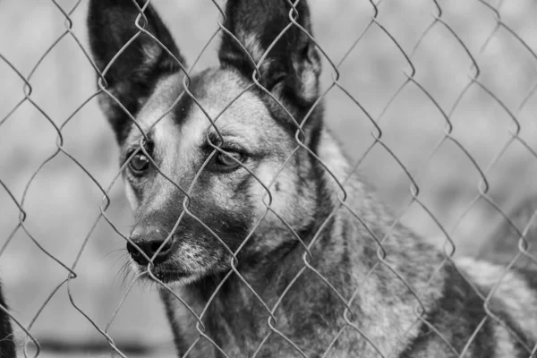 Fekete-fehér fotó egy hajléktalan kutyáról egy menhelyen kutyáknak. BW — Stock Fotó