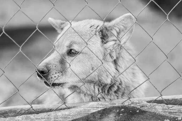 Köpek barınağındaki evsiz köpeğin siyah beyaz fotoğrafı. BW — Stok fotoğraf