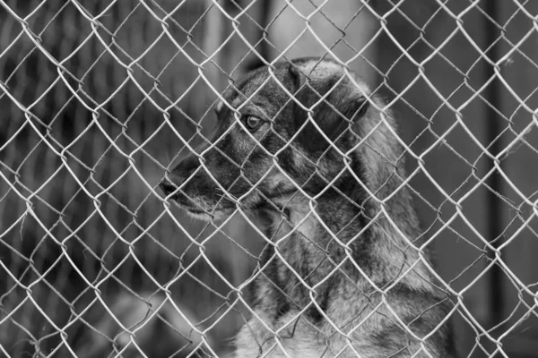 Black and white photo of homeless dog in a shelter for dogs. BW — Stock Photo, Image