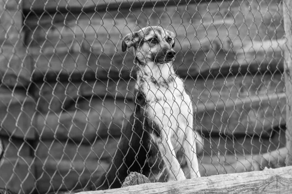 Svart och vitt foto av hemlös hund i ett härbärge för hundar. BW — Stockfoto