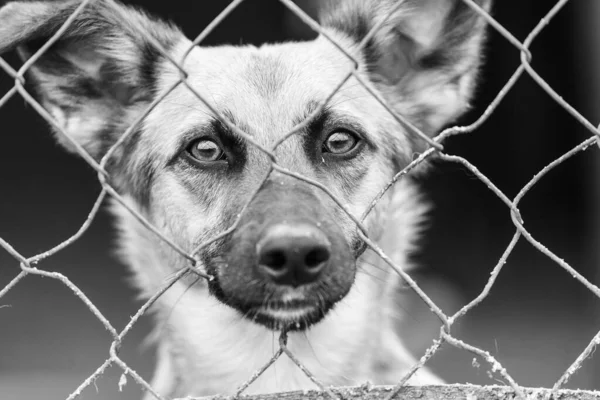 Black and white photo of homeless dog in a shelter for dogs. BW — Stock Photo, Image