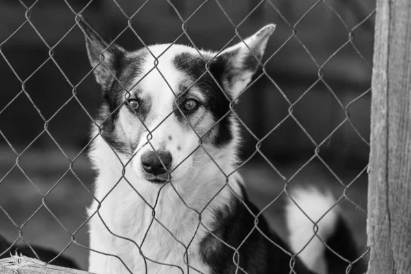 Foto en blanco y negro de un perro sin hogar en un refugio para perros. BW —  Fotos de Stock