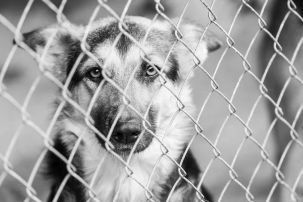 Photo en noir et blanc d'un chien sans abri dans un refuge pour chiens. BW — Photo