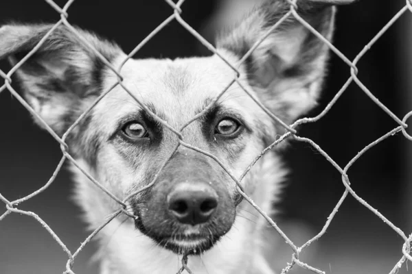 Black and white photo of homeless dog in a shelter for dogs. BW — Stock Photo, Image