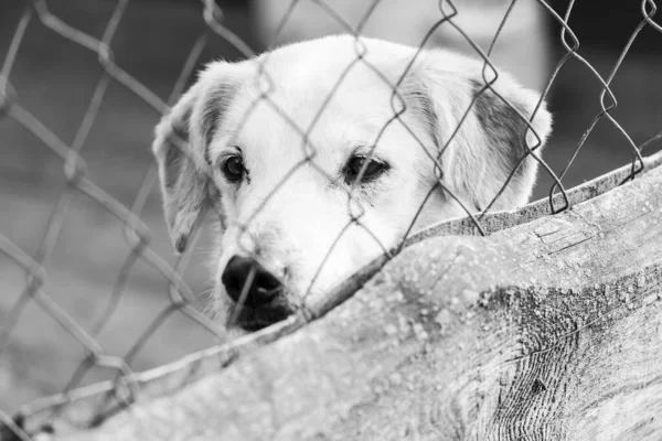 Köpek barınağındaki evsiz köpeğin siyah beyaz fotoğrafı. BW — Stok fotoğraf