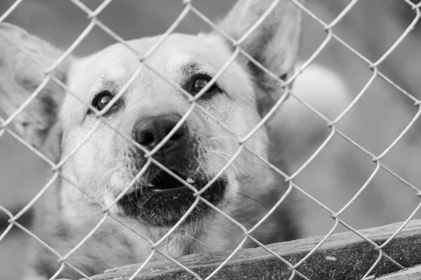 Foto en blanco y negro de un perro sin hogar en un refugio para perros. BW — Foto de Stock