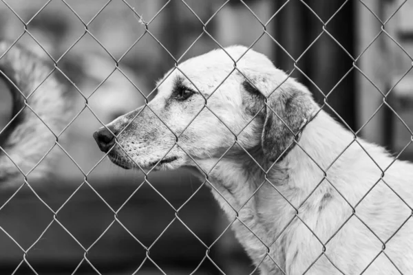 Foto en blanco y negro de un perro sin hogar en un refugio para perros. BW — Foto de Stock