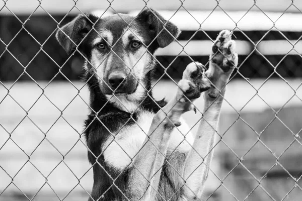 Foto en blanco y negro de un perro sin hogar en un refugio para perros. BW — Foto de Stock