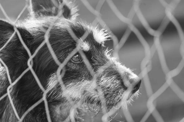 Foto en blanco y negro de un perro sin hogar en un refugio para perros. BW —  Fotos de Stock