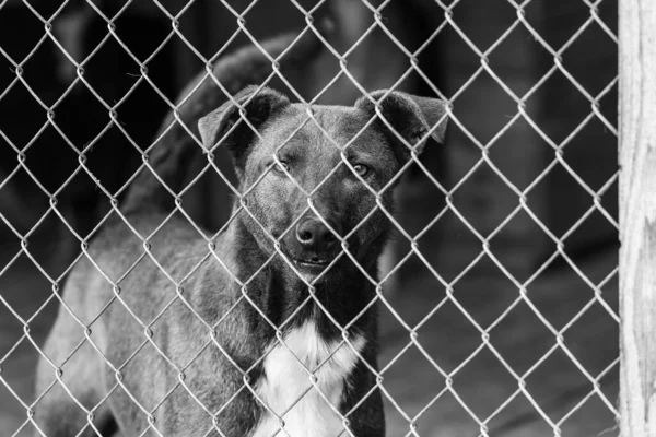 Foto en blanco y negro de un perro sin hogar en un refugio para perros. BW — Foto de Stock