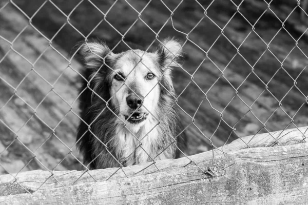 Black and white photo of homeless dog in a shelter for dogs. BW — Stock Photo, Image