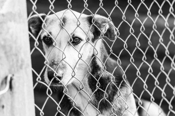 Photo en noir et blanc d'un chien sans abri dans un refuge pour chiens. BW — Photo