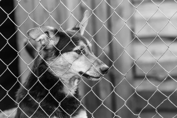 Foto em preto e branco do cão sem-teto em um abrigo para cães. BW — Fotografia de Stock