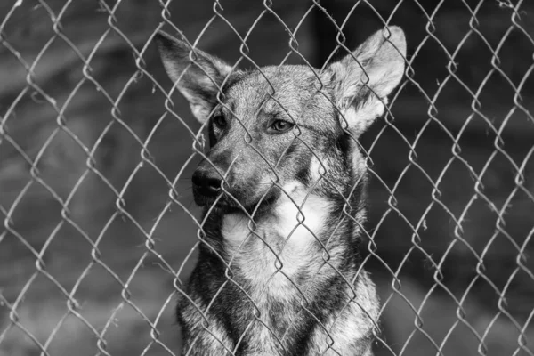 Foto em preto e branco do cão sem-teto em um abrigo para cães. BW — Fotografia de Stock