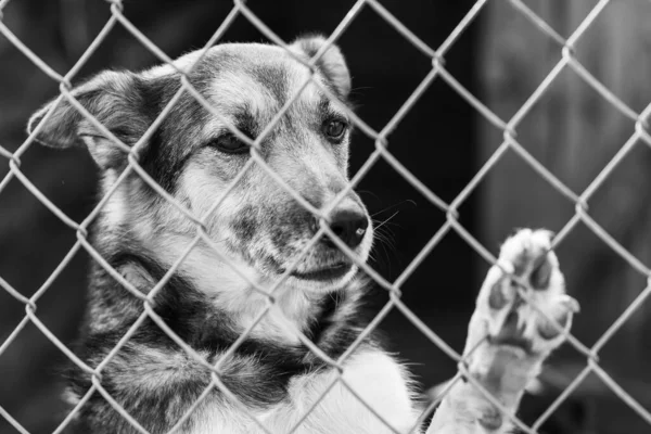 Foto en blanco y negro de un perro sin hogar en un refugio para perros. BW — Foto de Stock