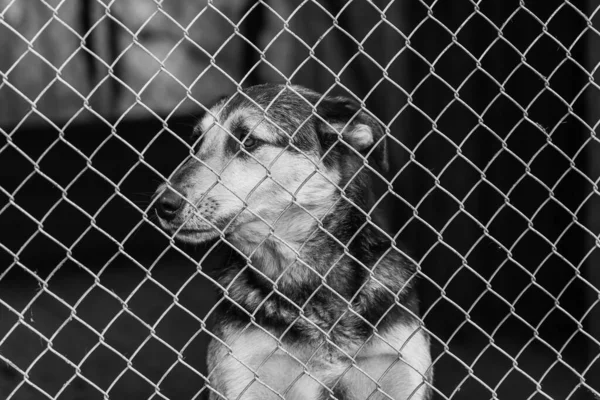 Zwart-wit foto van dakloze hond in een opvangtehuis voor honden. BW — Stockfoto