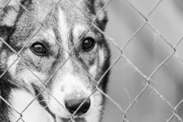 Fekete-fehér fotó egy hajléktalan kutyáról egy menhelyen kutyáknak. BW — Stock Fotó