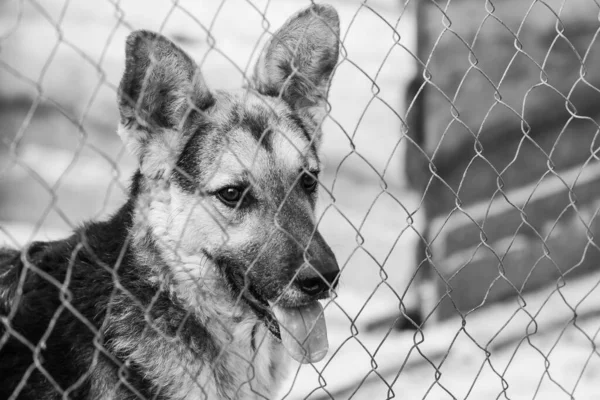 Fekete-fehér fotó egy hajléktalan kutyáról egy menhelyen kutyáknak. BW — Stock Fotó