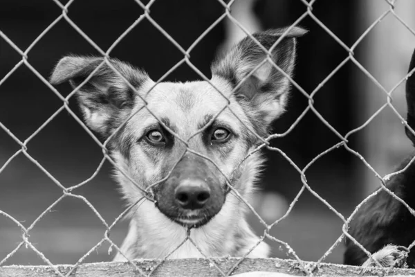 Köpek barınağındaki evsiz köpeğin siyah beyaz fotoğrafı. BW — Stok fotoğraf
