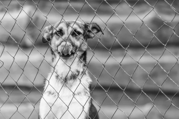 Foto em preto e branco do cão sem-teto em um abrigo para cães. BW — Fotografia de Stock