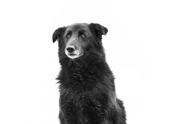 Foto em preto e branco do cão sem-teto em um abrigo para cães. BW — Fotografia de Stock