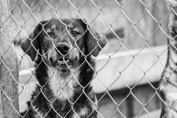 Foto en blanco y negro de un perro sin hogar en un refugio para perros. BW — Foto de Stock