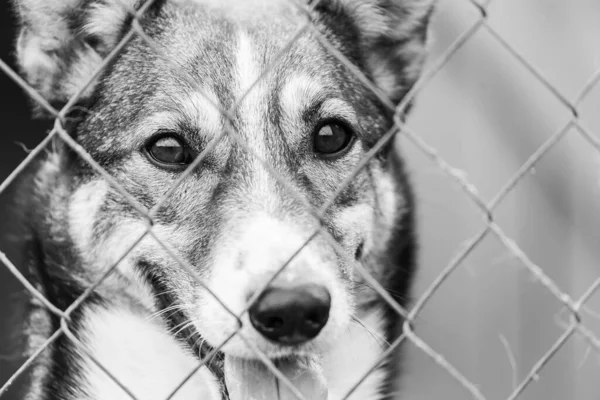 Foto em preto e branco do cão sem-teto em um abrigo para cães. BW — Fotografia de Stock