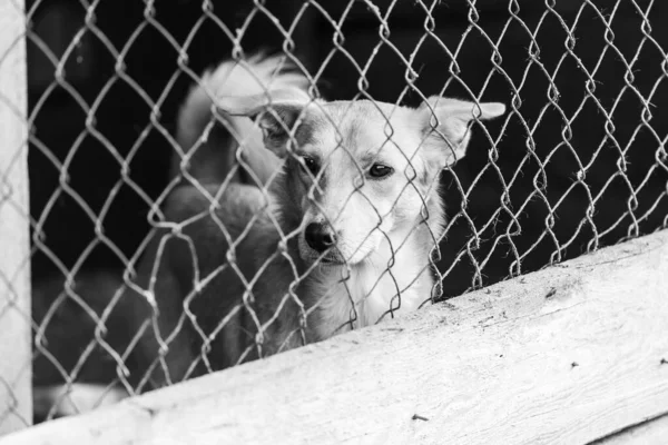 Zwart-wit foto van dakloze hond in een opvangtehuis voor honden. BW — Stockfoto