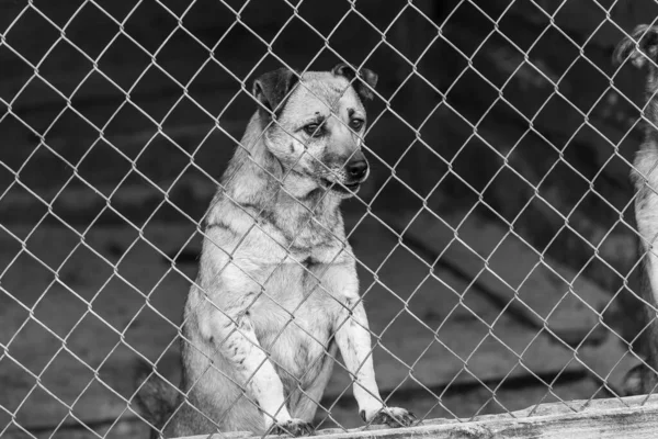 Foto em preto e branco do cão sem-teto em um abrigo para cães. BW — Fotografia de Stock