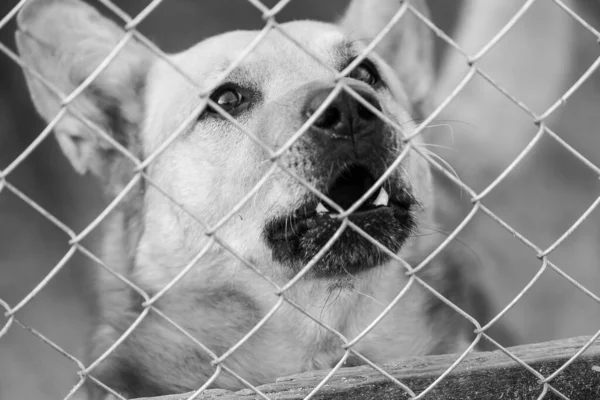 Foto en blanco y negro de un perro sin hogar en un refugio para perros. BW — Foto de Stock