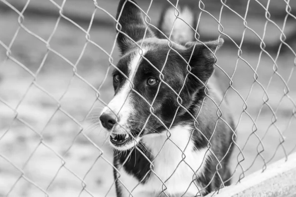 Foto em preto e branco do cão sem-teto em um abrigo para cães. BW — Fotografia de Stock