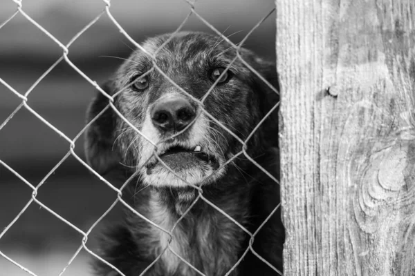 Foto en blanco y negro de un perro sin hogar en un refugio para perros. BW — Foto de Stock