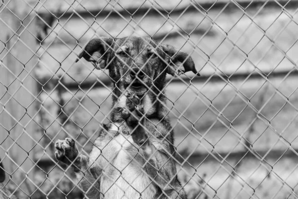 Photo en noir et blanc d'un chien sans abri dans un refuge pour chiens. BW — Photo