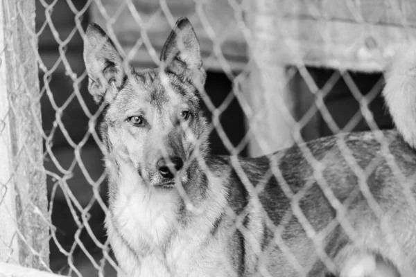 Black and white photo of homeless dog in a shelter for dogs. BW — Stock Photo, Image