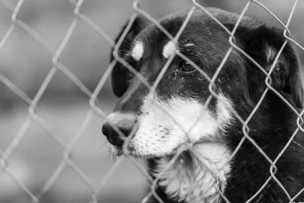 无家狗在狗舍里的黑白照片。BW — 图库照片