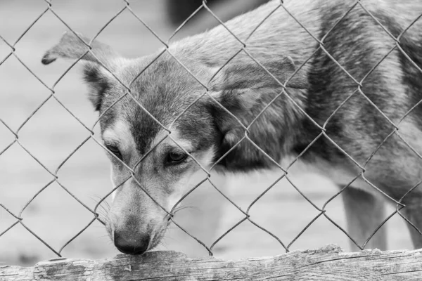 Black and white photo of homeless dog in a shelter for dogs. BW — Stock Photo, Image