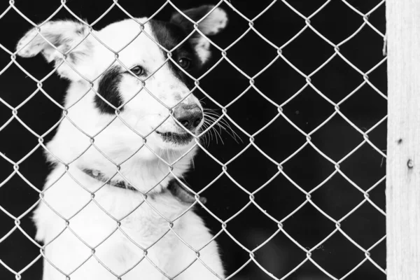 Foto en blanco y negro de un perro sin hogar en un refugio para perros. BW — Foto de Stock