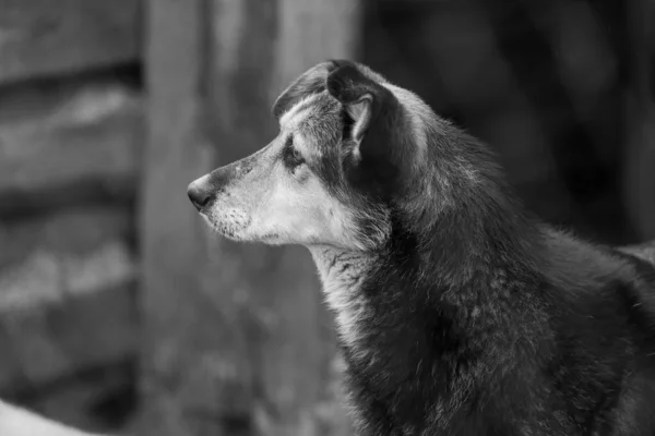 Köpek barınağındaki evsiz köpeğin siyah beyaz fotoğrafı. BW — Stok fotoğraf