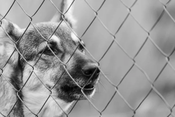 Foto em preto e branco do cão sem-teto em um abrigo para cães. BW — Fotografia de Stock