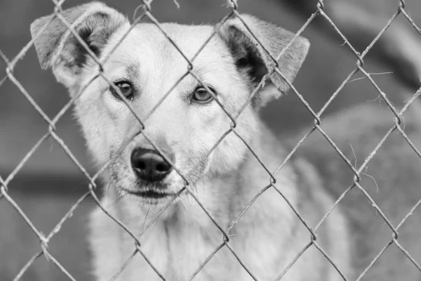 Foto em preto e branco do cão sem-teto em um abrigo para cães. BW — Fotografia de Stock
