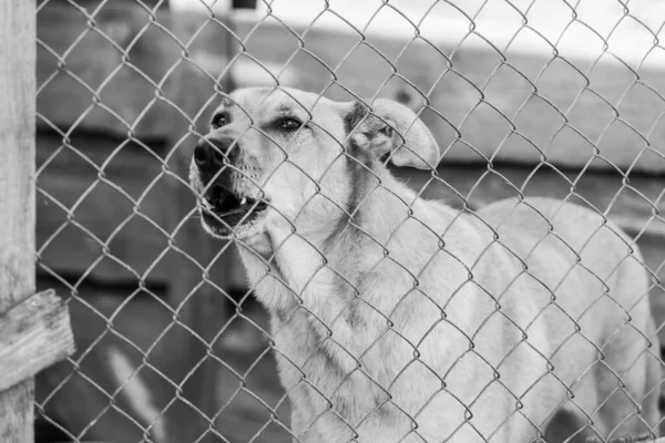 Fekete-fehér fotó egy hajléktalan kutyáról egy menhelyen kutyáknak. BW — Stock Fotó