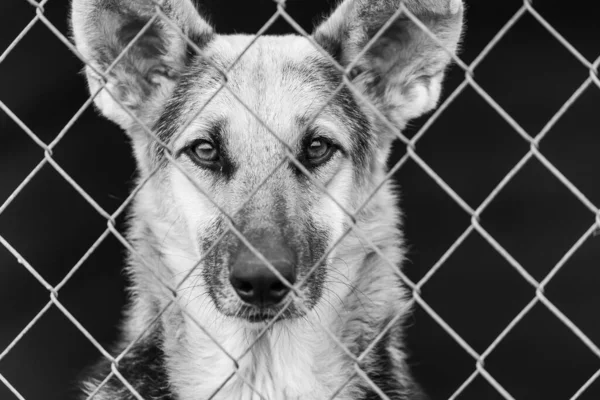 Foto em preto e branco do cão sem-teto em um abrigo para cães. BW — Fotografia de Stock