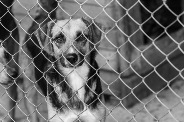 Foto em preto e branco do cão sem-teto em um abrigo para cães. BW — Fotografia de Stock