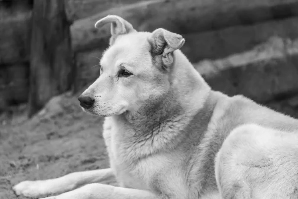 Foto em preto e branco do cão sem-teto em um abrigo para cães. BW — Fotografia de Stock