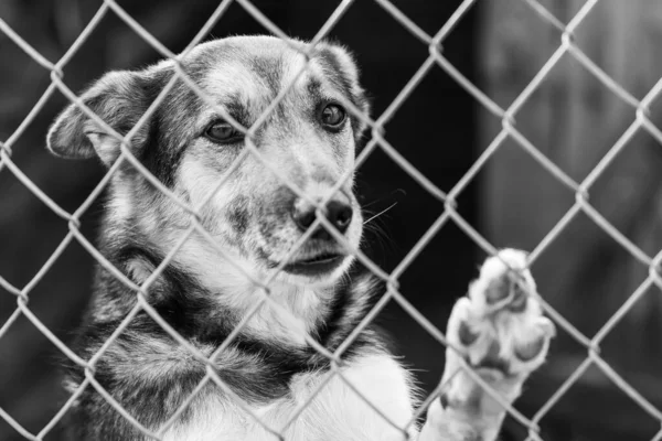 Foto em preto e branco do cão sem-teto em um abrigo para cães. BW — Fotografia de Stock