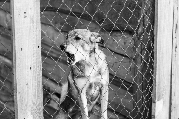 Foto em preto e branco do cão sem-teto em um abrigo para cães. BW — Fotografia de Stock